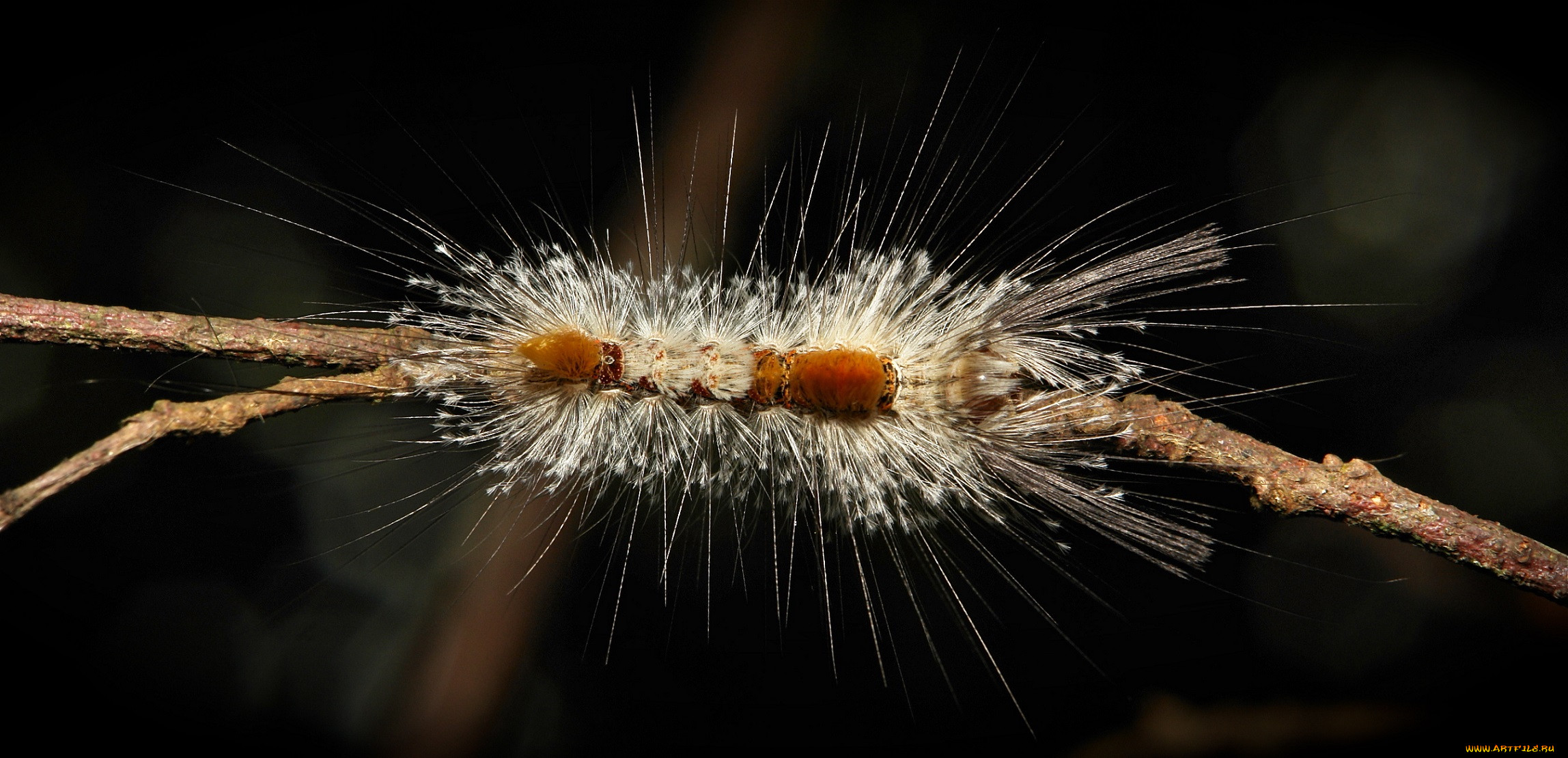 , , itchydogimages, , , 